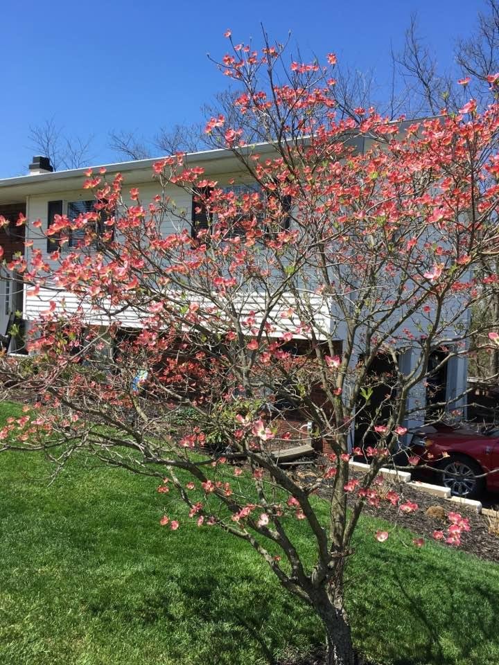 My Dogwood Tree.