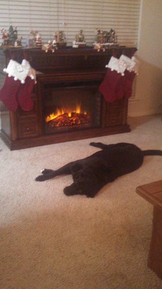 This is our big dog Sunny. He decided to take a nap in front of the fireplace.