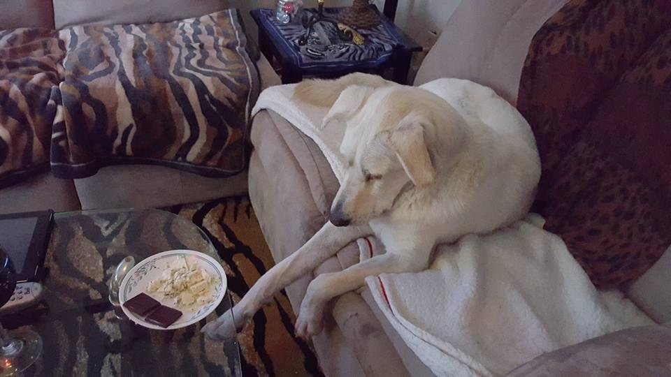 but he sure woke up as soon as I put  the blue cheese out , he's dueling and can't take his eyes off it lol its his favorite