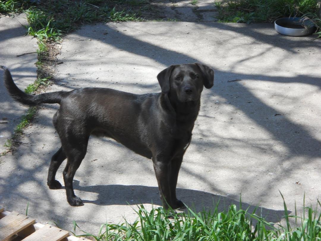 Coco our 3rd shelter dog