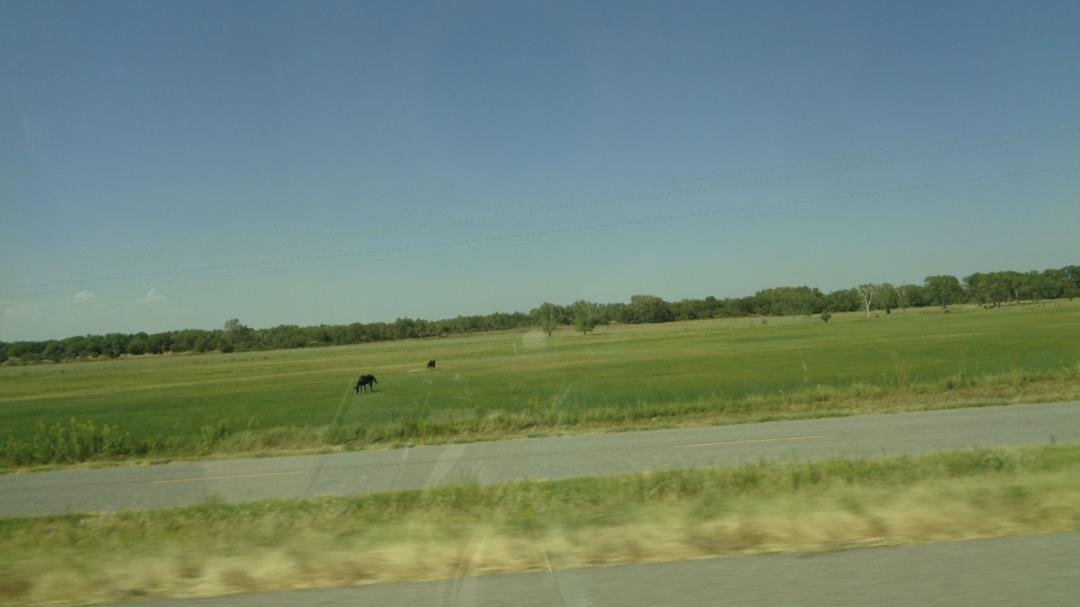 Cattle grazing.