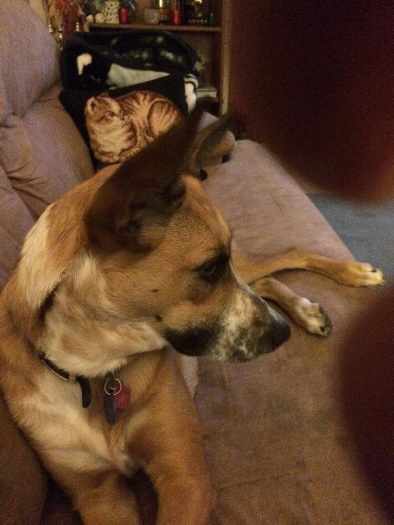 Happy 1st birthday to my Kona.....hard to believe this little 9 lb puppy I adopted last April is over 55 lb....