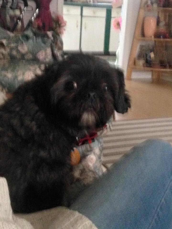 Pugsley our new fur baby