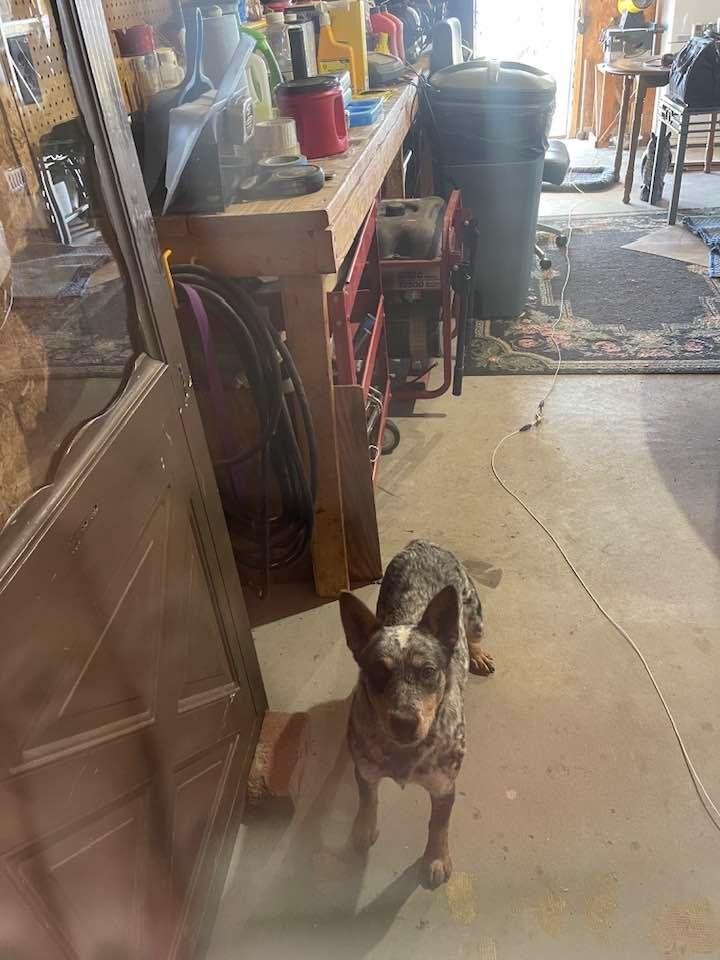 Blue female heeler at my house in Osage and 29th. 
If yours, call me 580-467-3012. Friendly no tags or collar.