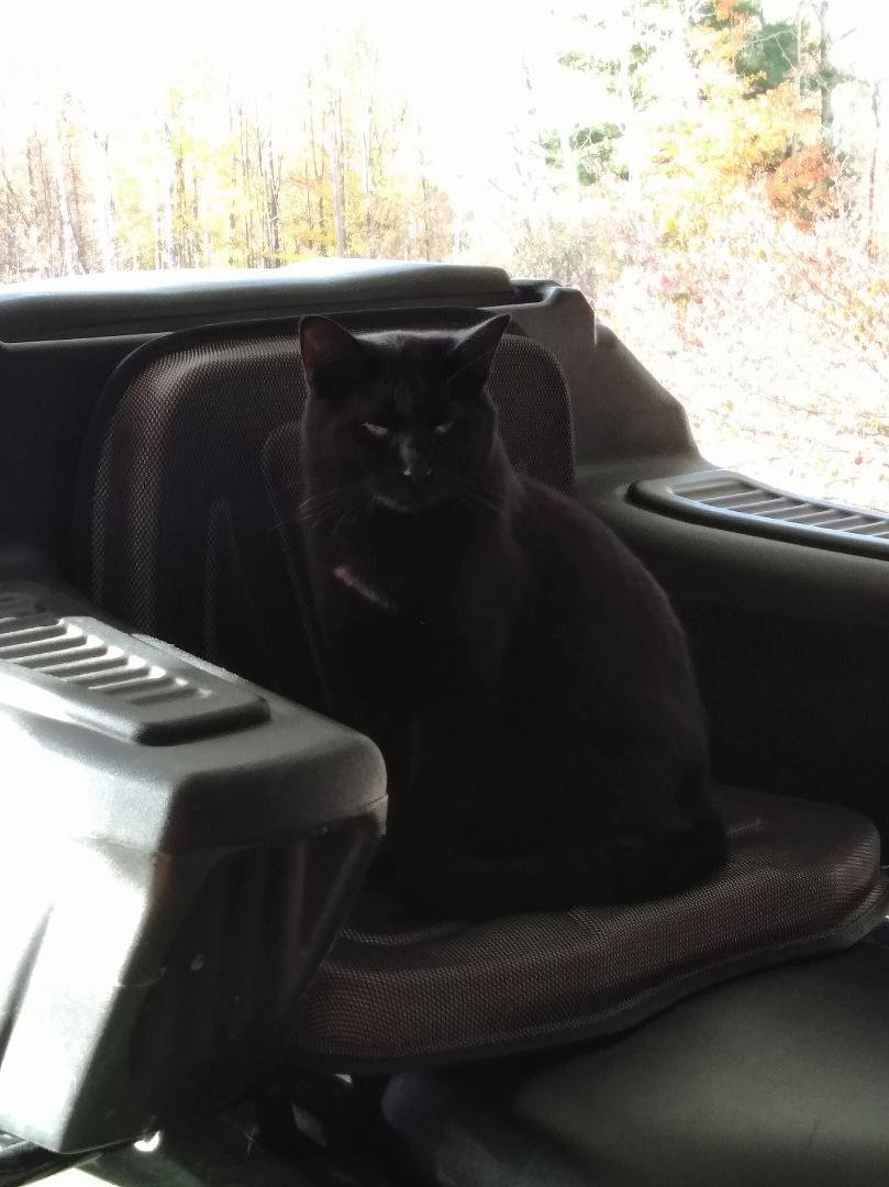 Nock nock wants to go for a ride