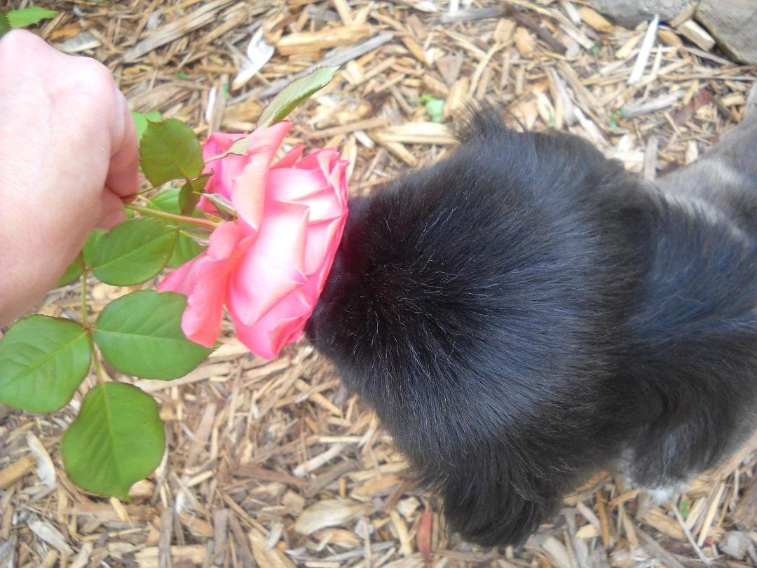Even the puppy stops to smell the roses ; )