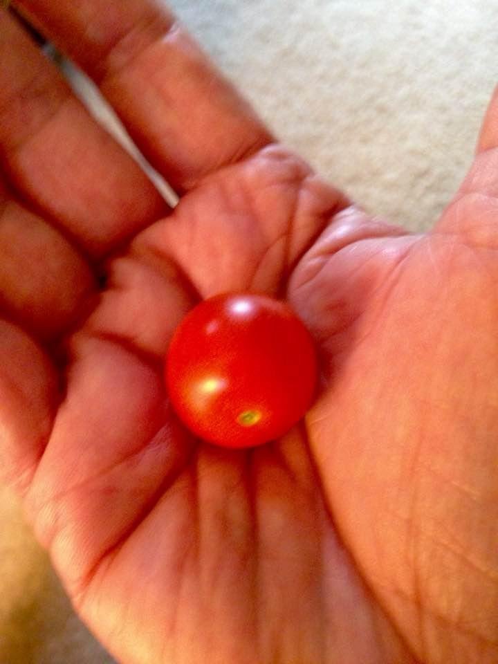 The first of the tomato harvest.