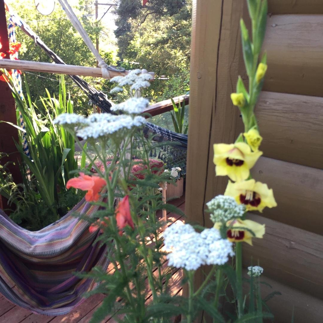 On the day of our wedding fest the tables were bedecked with a profusion of colors.  A variety of budding flowers were present, but primarily there were gladiolus.  Gladiolus, the flower of love; the flower we have chosen a