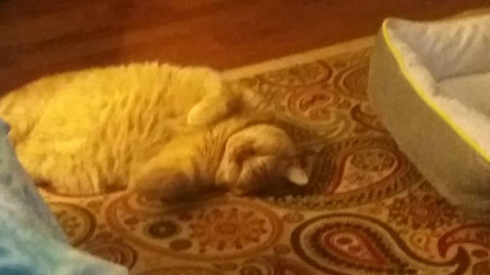 Sandy Elliott's album, Mobile Uploads