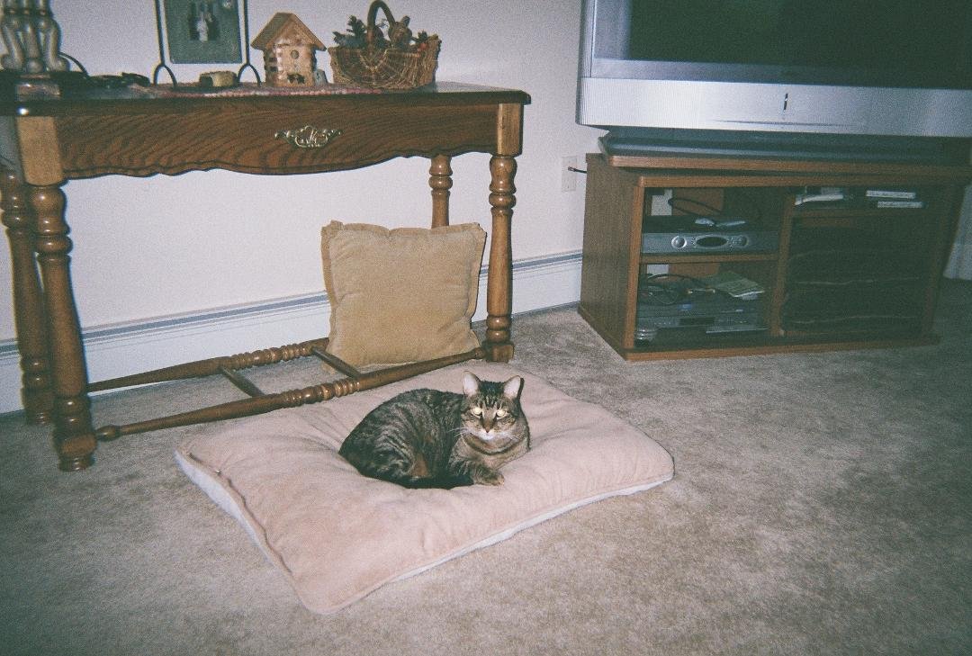 Our Mikey passed away last night....