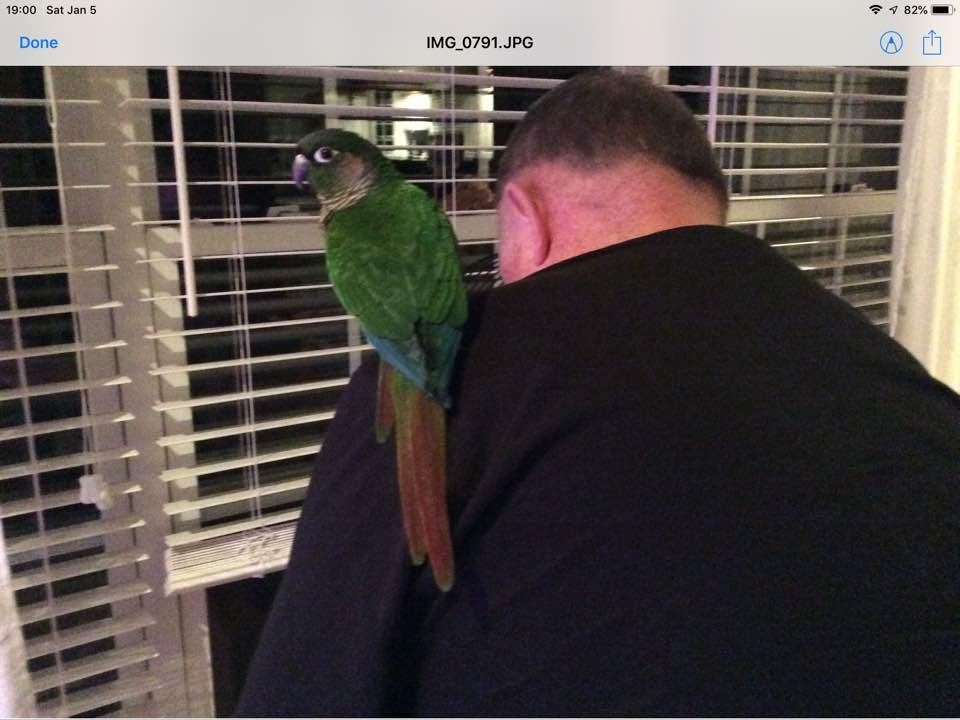 This is Beaner are pet Conur Parrot