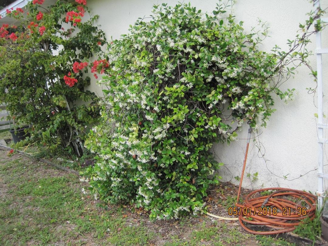 my Confederate jasmine in full bloom