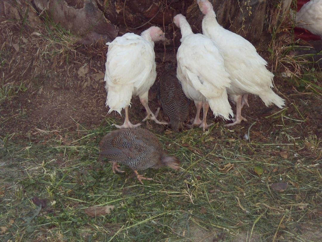 Turkeys and peacock babies
