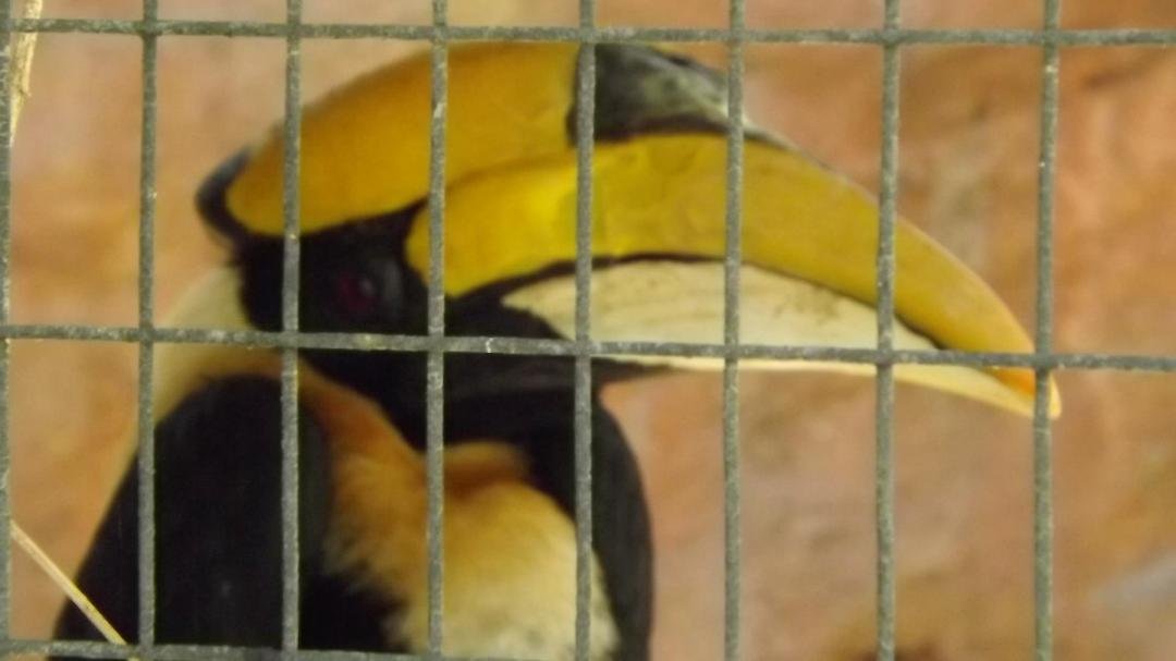 James H. Devall's album, ABQ Bio Zoo