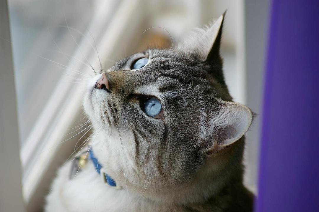 My beautiful Kahlua... She is cross eyed, but so adorable<3