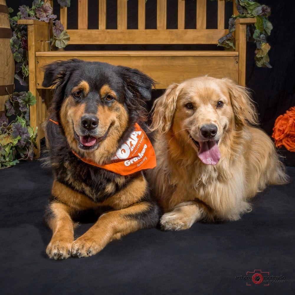 Bella and Casey at Barktoberfest 2015