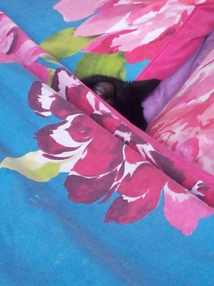 Spot taking 40 winks