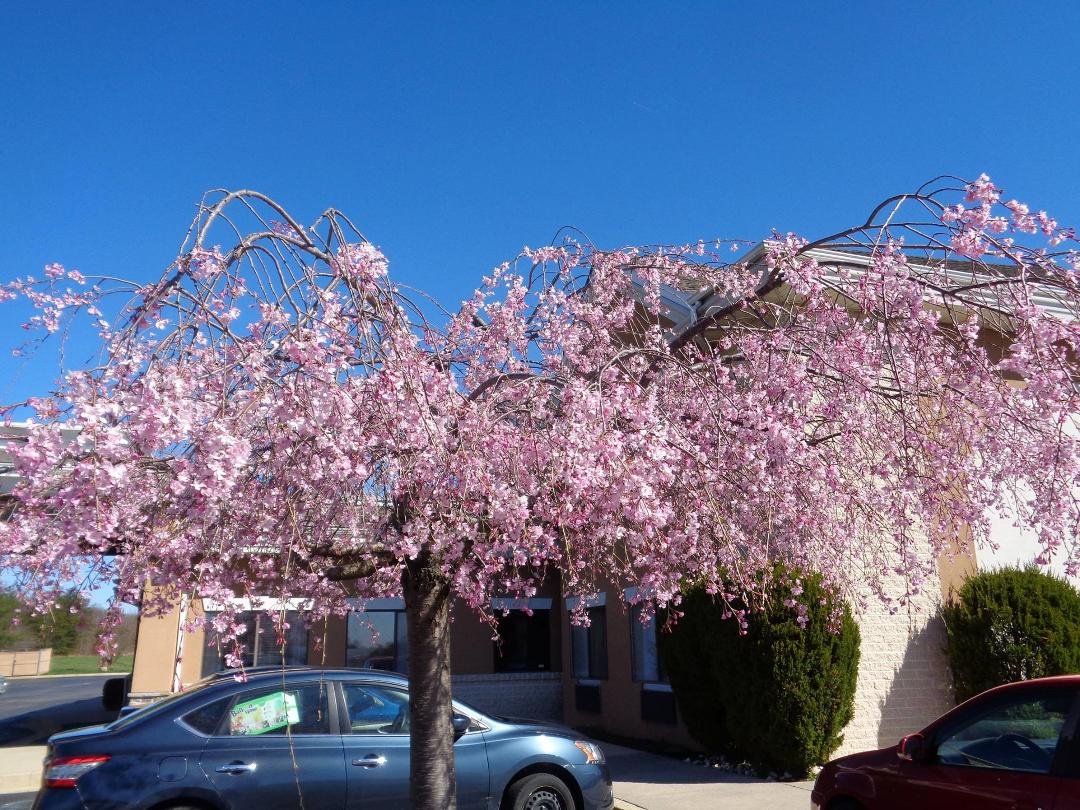 Cherry Blossom time in D.C., Happy Spring to everyone!