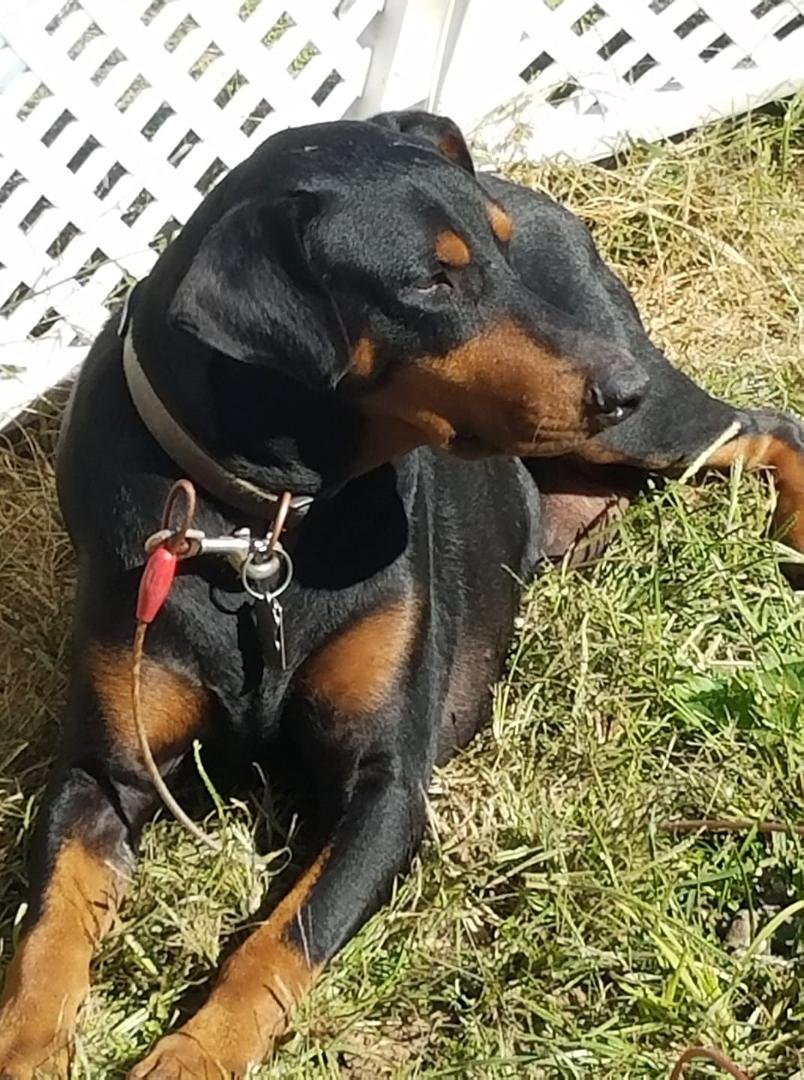 He has crossed the Rainbow Bridge on his own @ 4:45P.M.