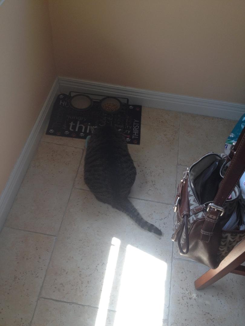 But not too shy about bellying up to the food dish.