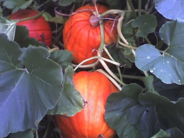 the garden did gooood this year