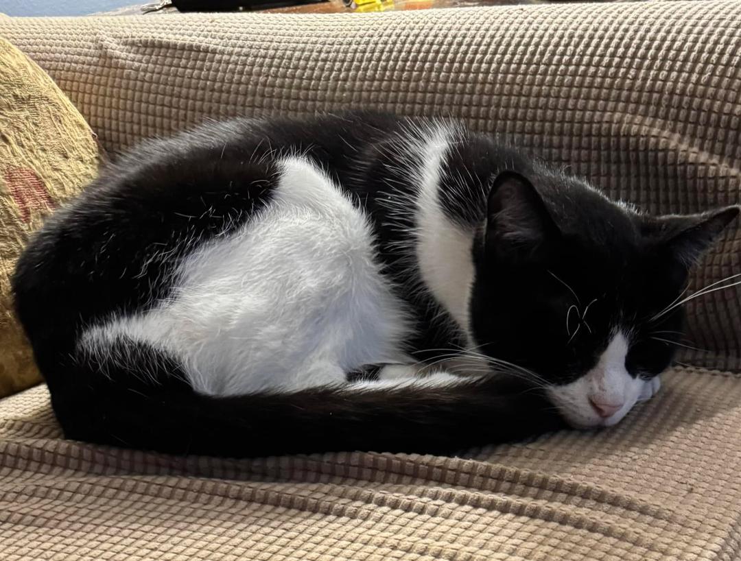 My pal Mickey keeping me company at cocktail hour. He does not share my gin.