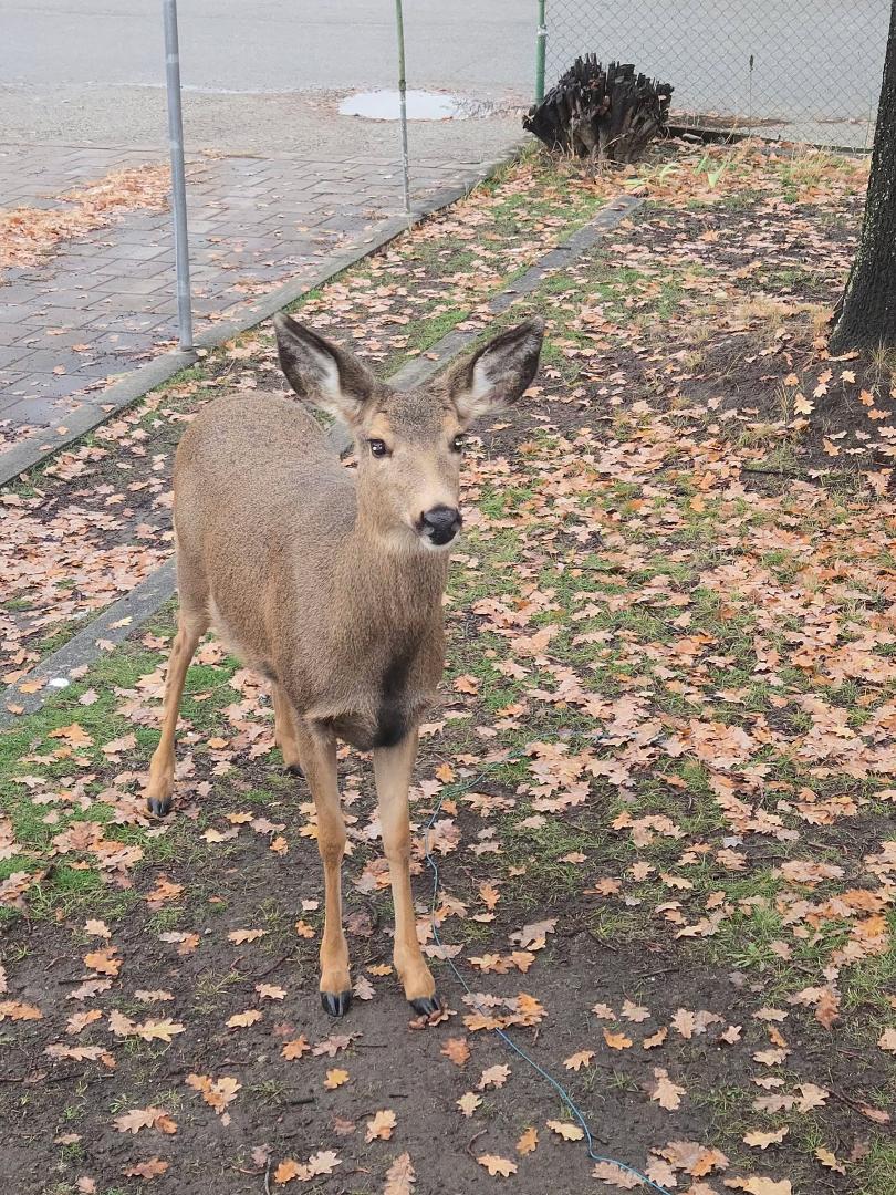 Walk out my front door to be greeted by this beauty!! She barely moved as we closed the door and walked to the SUV. Joe even touched her nose. They are regulars in our neighborhood.