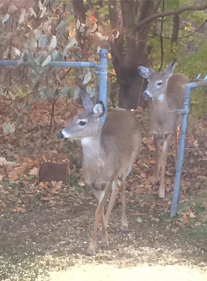 Got some visitors this morning.