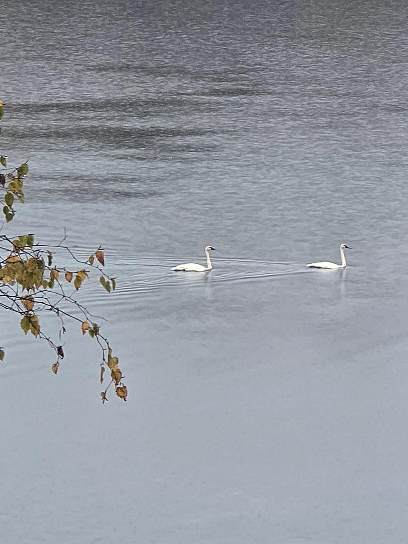 A couple of visitors swimming by our dock this evening. A stopover on their way south I assume.