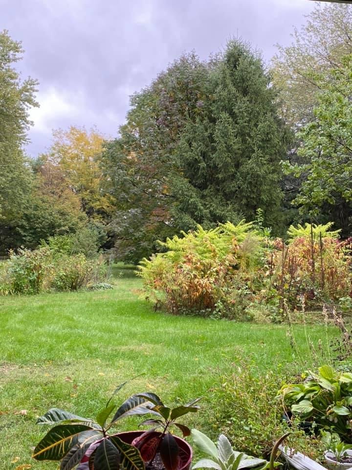 💝 Wet an chilly out here today, Polar bear actually put on a shirt 🙄. View from my prayer chair is changing each day. My favorite Ash tree showing a purpled hue🥰 Thank you Mutha Nature 💝👏