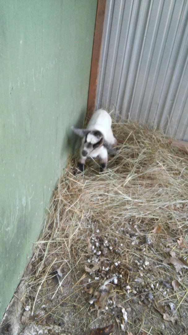 Our new baby born yesterday!