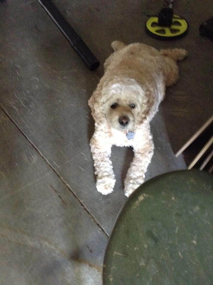it's National Puppy day.....