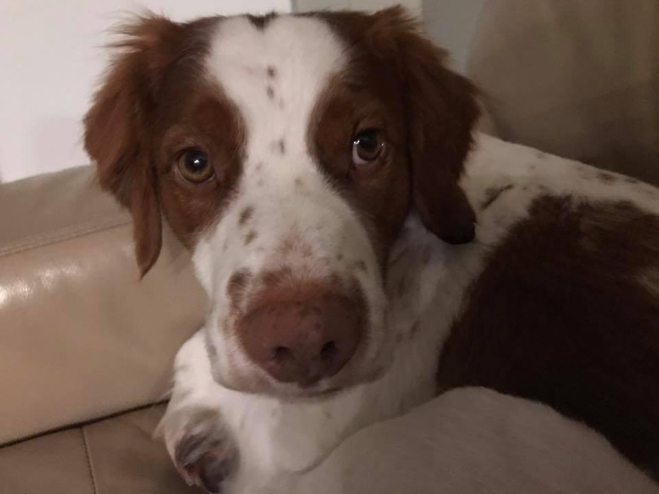 Day 8 Granddoggie's included <3