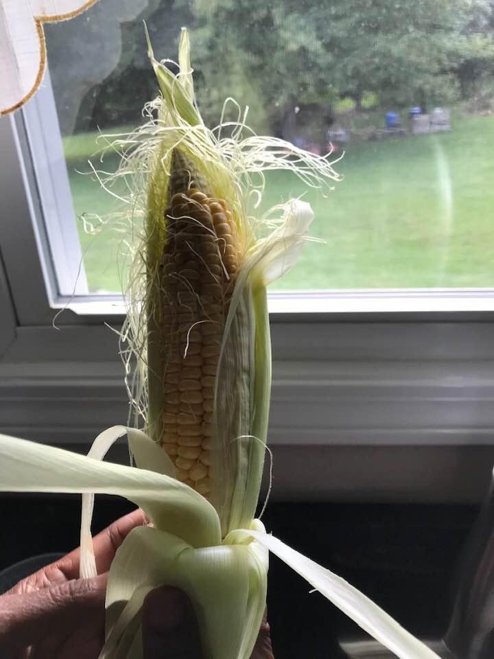 The corn from our garden