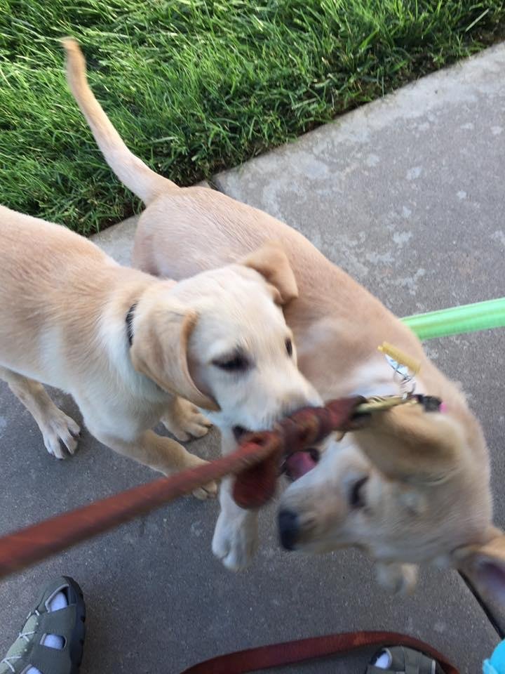 Daisy had fun with her brother at puppy kindergarten