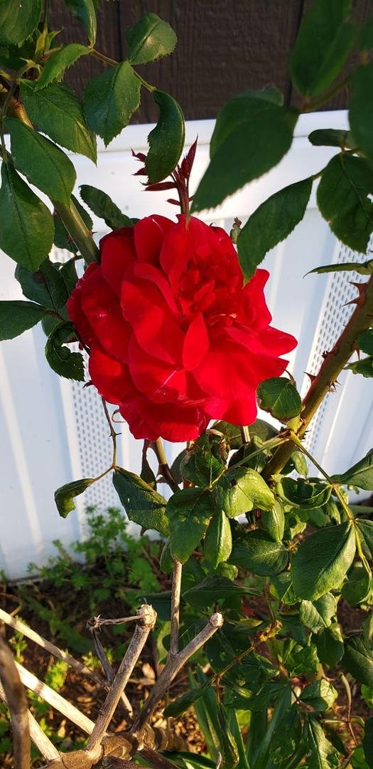 I have never had a rose bush before, there are at least 3 that were here when I moved in, and this one just bloomed today.