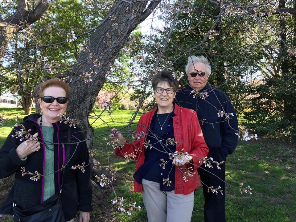 We found a few cherry blossoms--