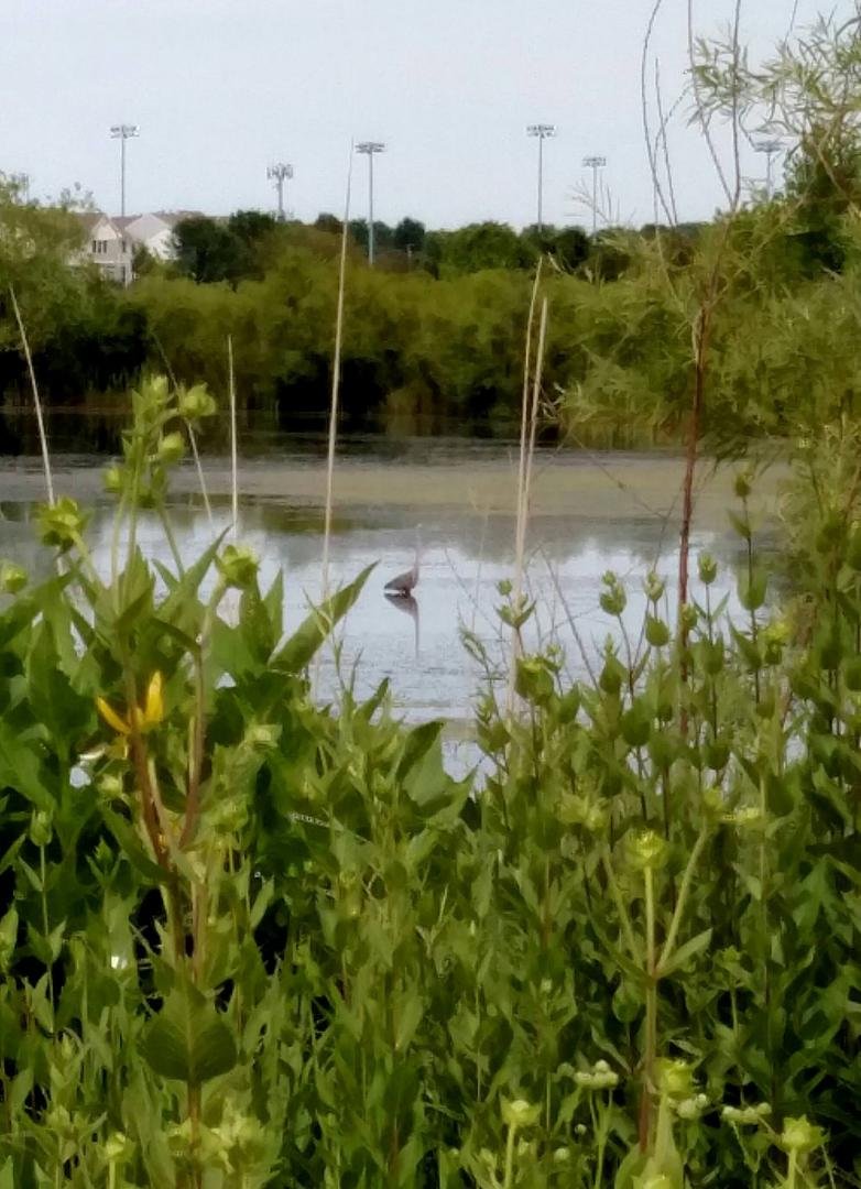 Crane on the Bolingbrook neighborhood pond