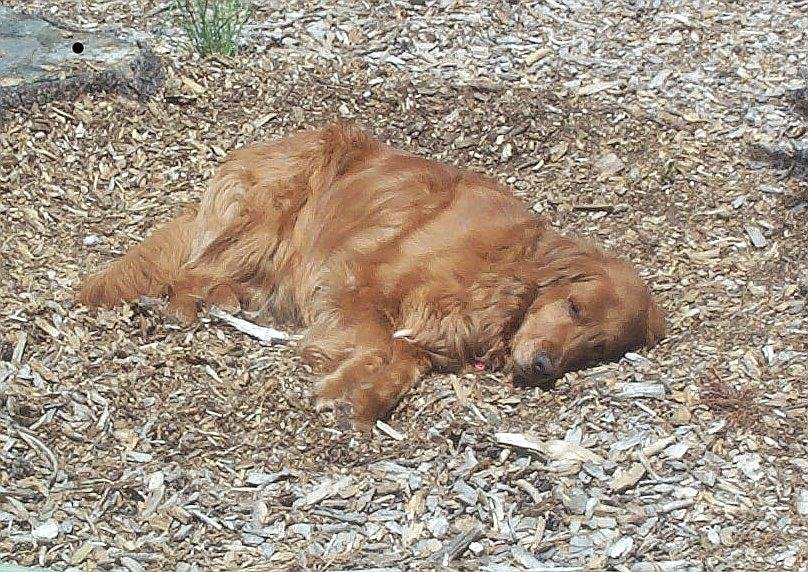 Brandy loved to sleep out under the sun --she had a thing about her tan.
Rest in peace baby.