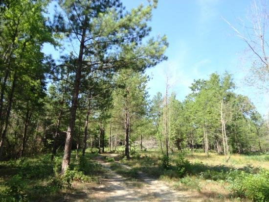 New 20 acres in Cass county. I'll put a cabin on top of that hill.