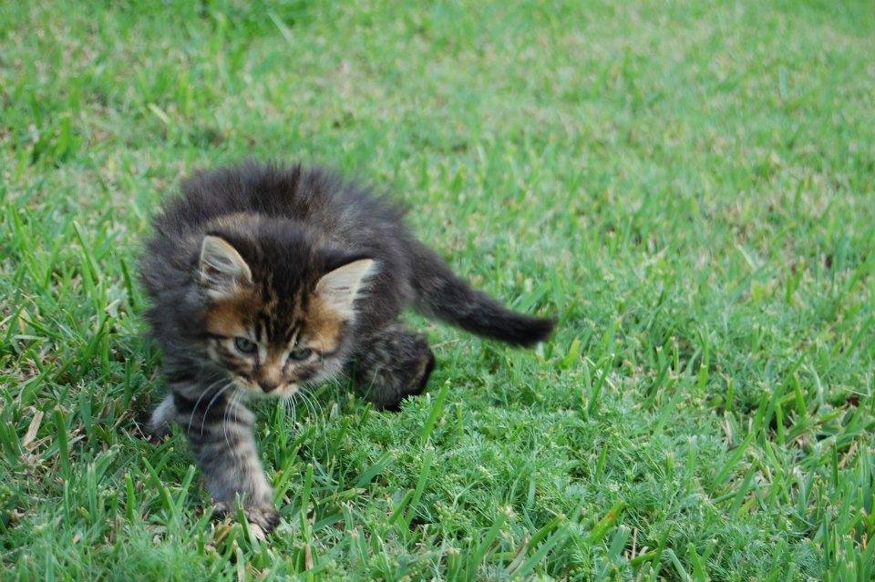 Kerri Halligan's album, Foster Animals