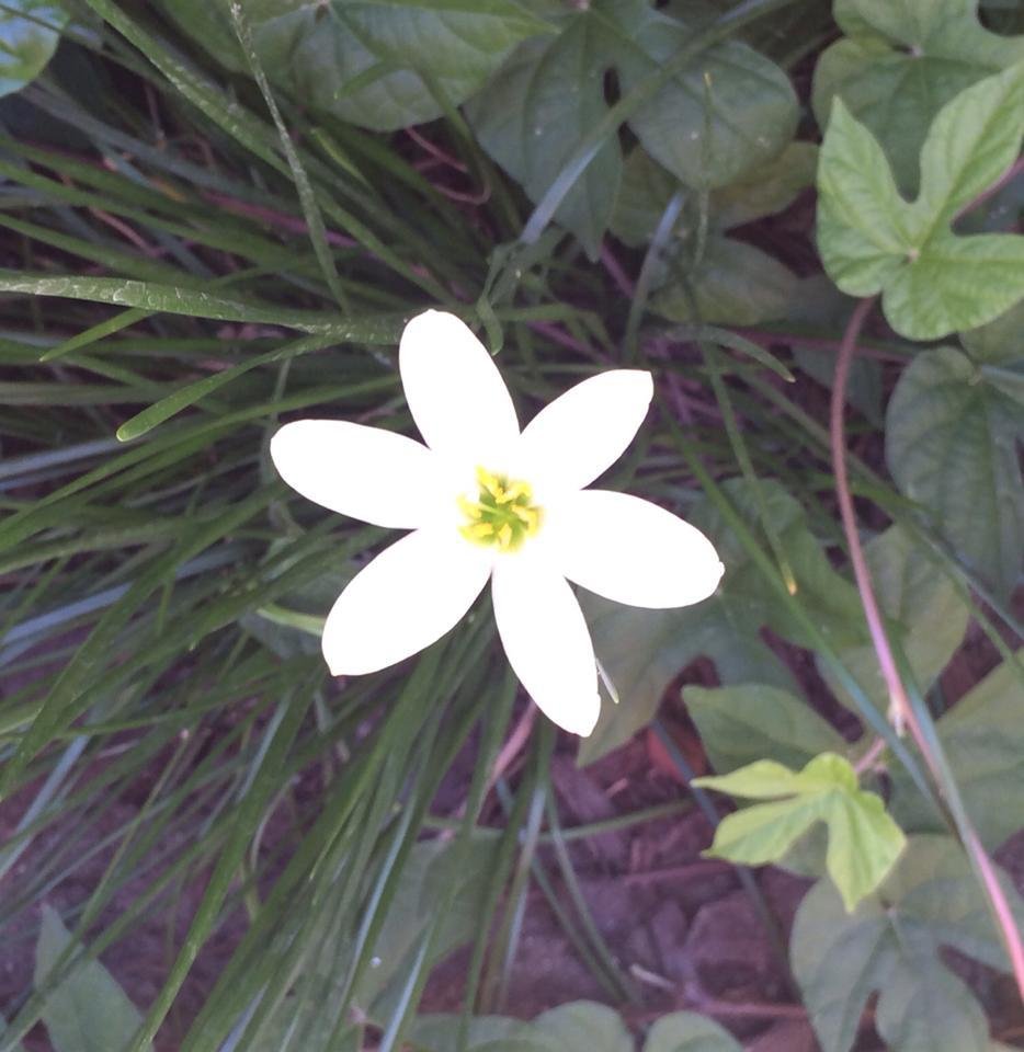 Katherine Collier's album, Mobile Uploads