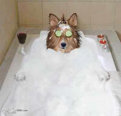 Daughter's Dog Spa business today