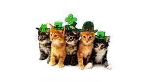 Happy St. Patrick's Day everyone!