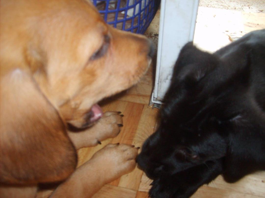 Bilbo and Ailey are always chewing...on each other and everything else