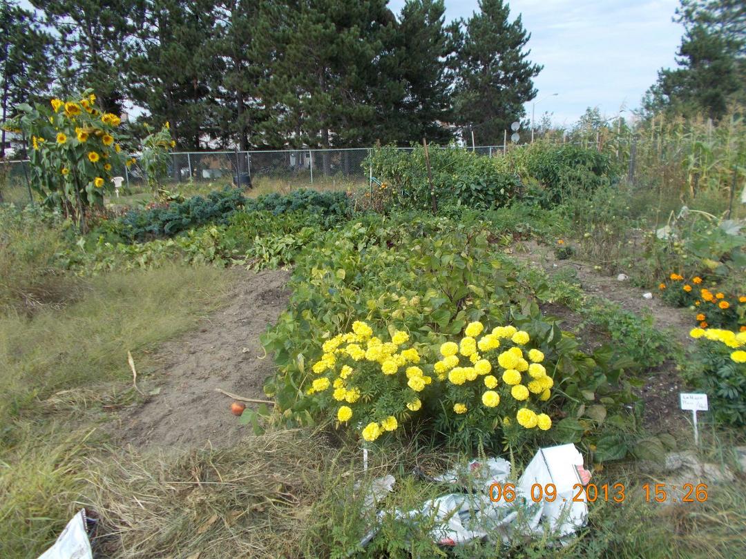 Community Gardens behind Civic Centre 2013