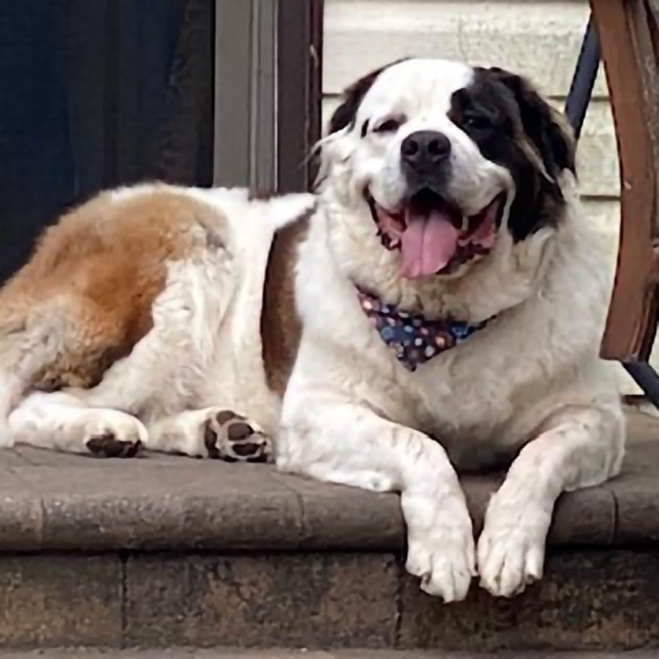 Missing St Bernard last seen in Nesconset near 2nd street and Shenandoah- her name is Snowball-if found please PM me.