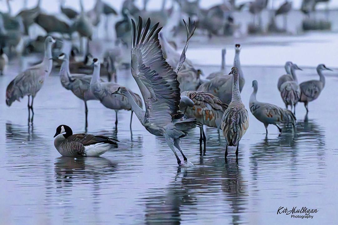 The first take off by a sandhill crane during the blue hour on a very cold morning at Monte Vista, CO., 3 years ago. The Canada Geese stayed sleeping until all the cranes had departed.