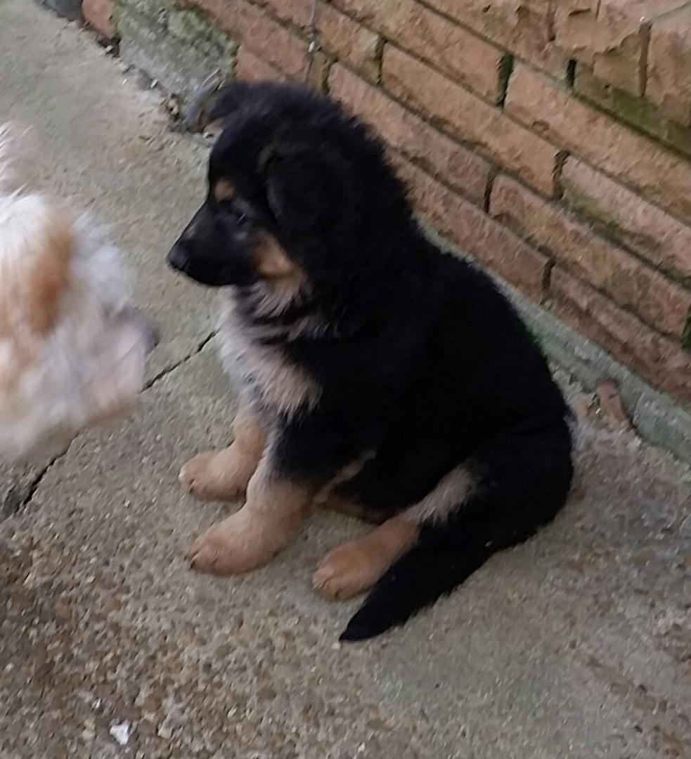 This is our newest addition getting acquainted with Sam.