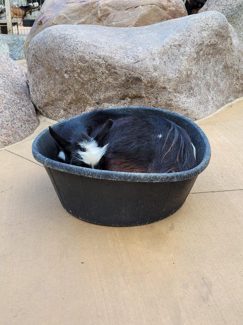 You've heard of The Cat in the Hat? Meet the Goat in the Pan.